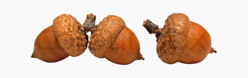 Acorn Png High-quality Image - Acorn Png, Transparent Png, Free Download