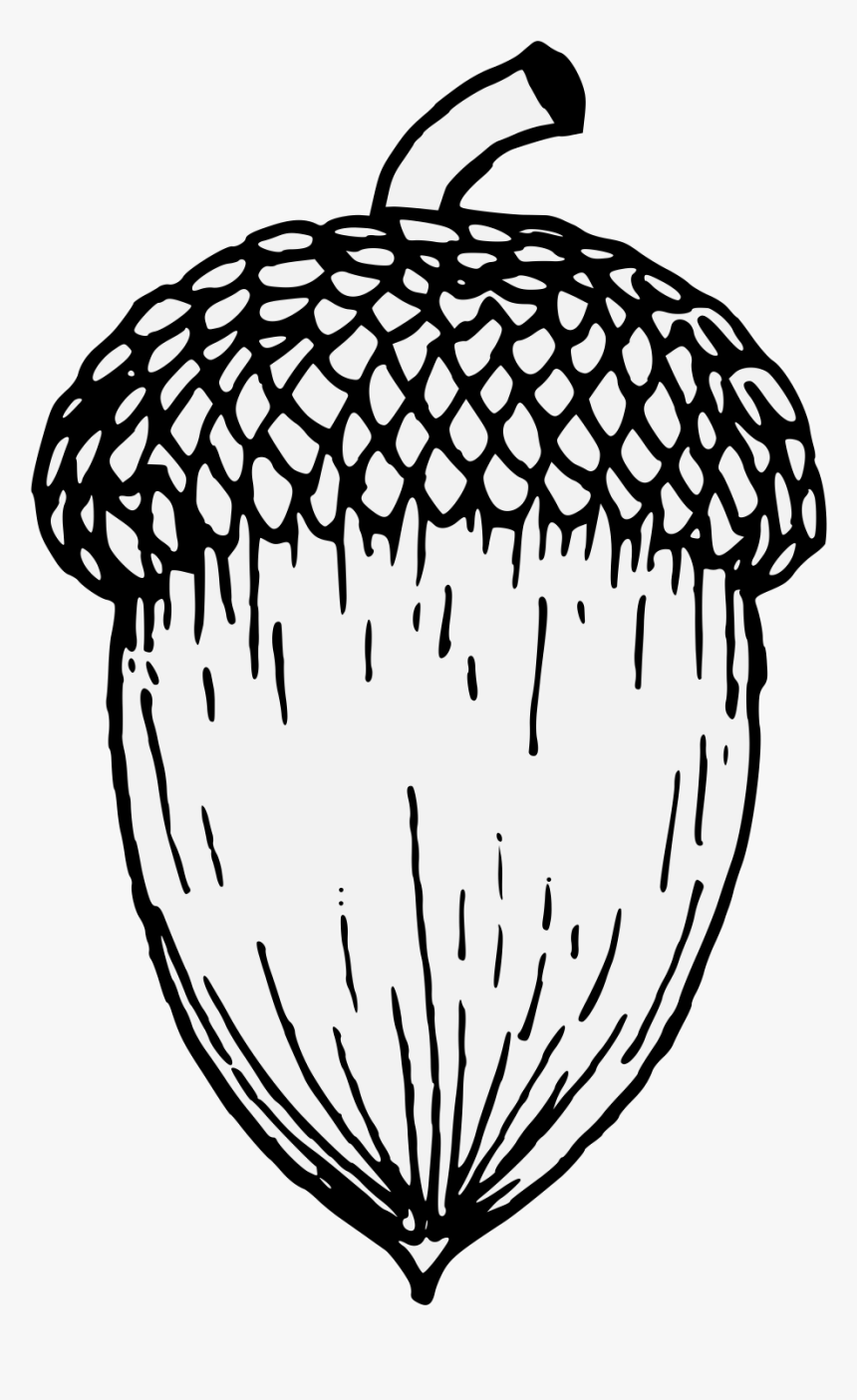 Line Drawing Of An Acorn , Transparent Cartoons - Drawing Of An Acorn, HD Png Download, Free Download