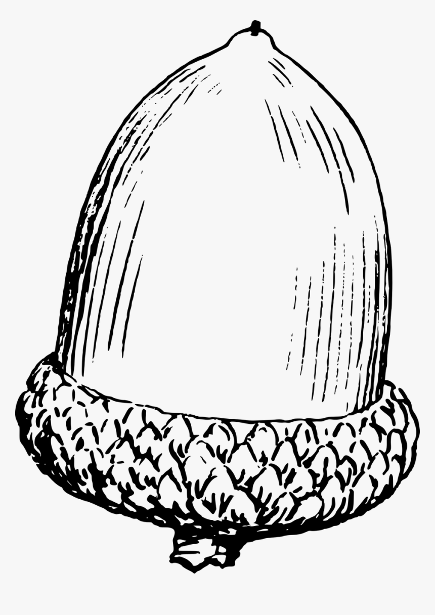 Black And White Acorn Clip Art, HD Png Download, Free Download