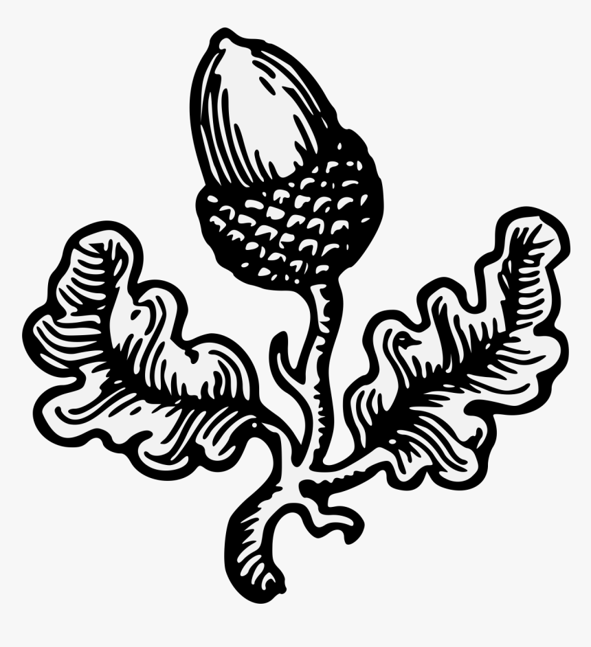 Coat Of Arms Acorn, HD Png Download, Free Download