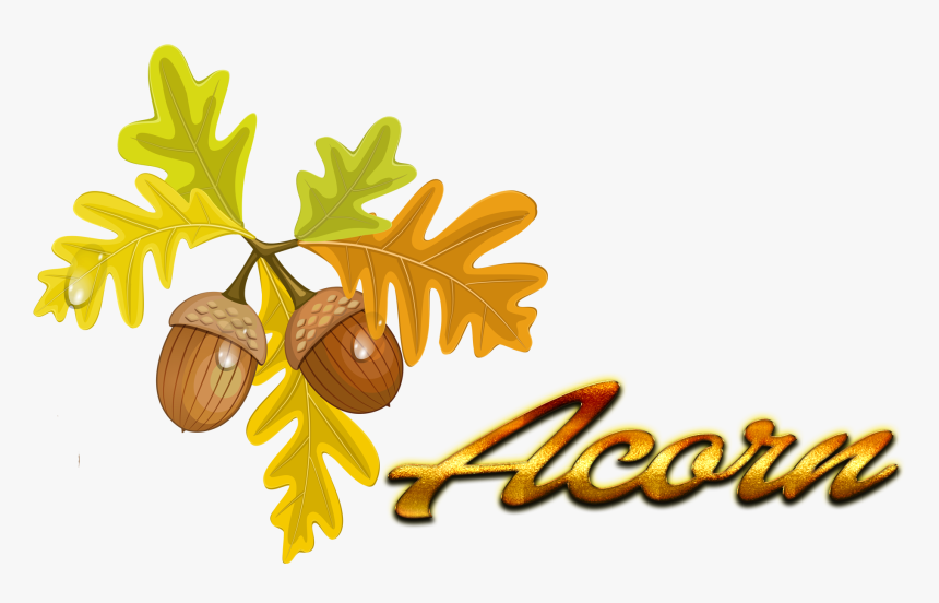 Acorn Autumn Leaf Color Quercus Cerris Clip Art - Clear Background Fall Leaves Clip Art, HD Png Download, Free Download