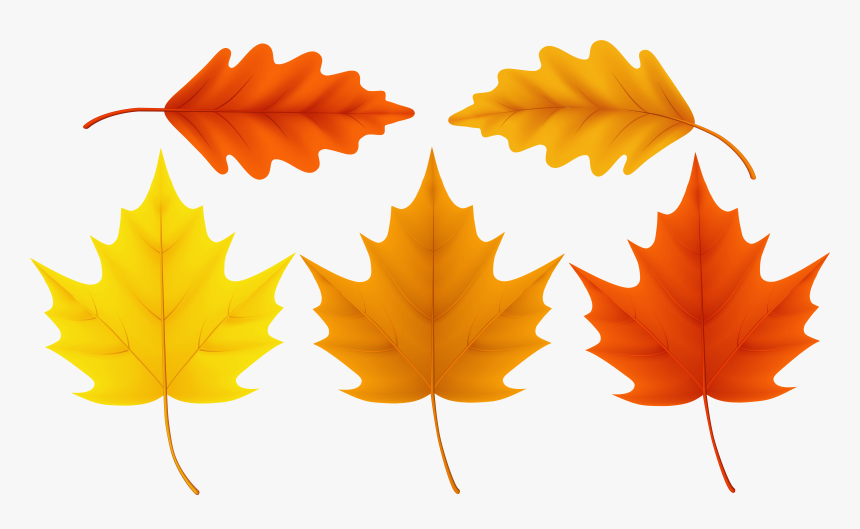Sugar Maple Leaf Acorn , Png Download - Transparent Fall Leaf Clipart, Png Download, Free Download