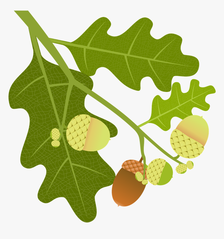 Oak, Acorns, Branch, Leaves, Nature, Tree, Tree Fruit - Дуб Пнг, HD Png Download, Free Download