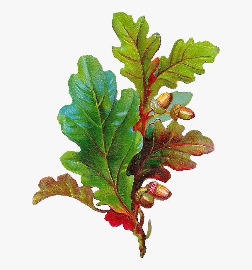 Free Acorn Clip Art - Oak Leaves And Acorns, HD Png Download, Free Download