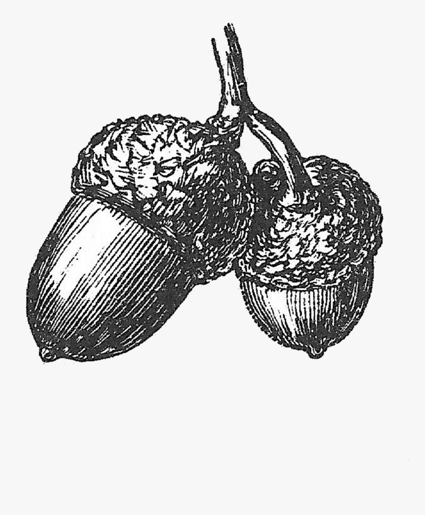 Vintage Acorn Illustration - Vintage Acorn Drawing, HD Png Download, Free Download