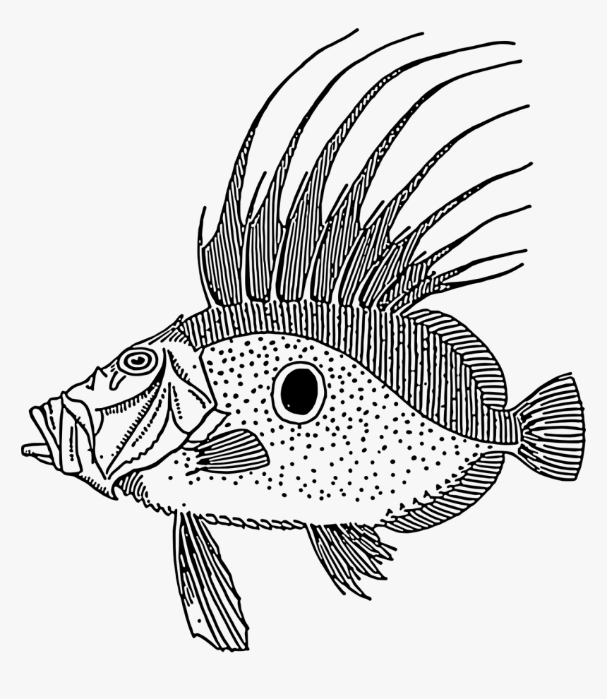 Dory Fish Svg Clip Arts - John Dory Fish Vector, HD Png Download, Free Download