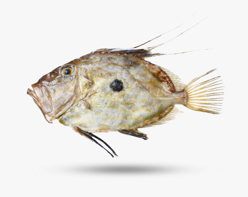 John Dory - Zeus Fish, HD Png Download, Free Download