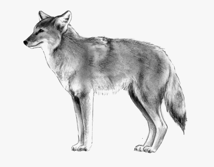 Coyote - Czechoslovakian Wolfdog, HD Png Download, Free Download