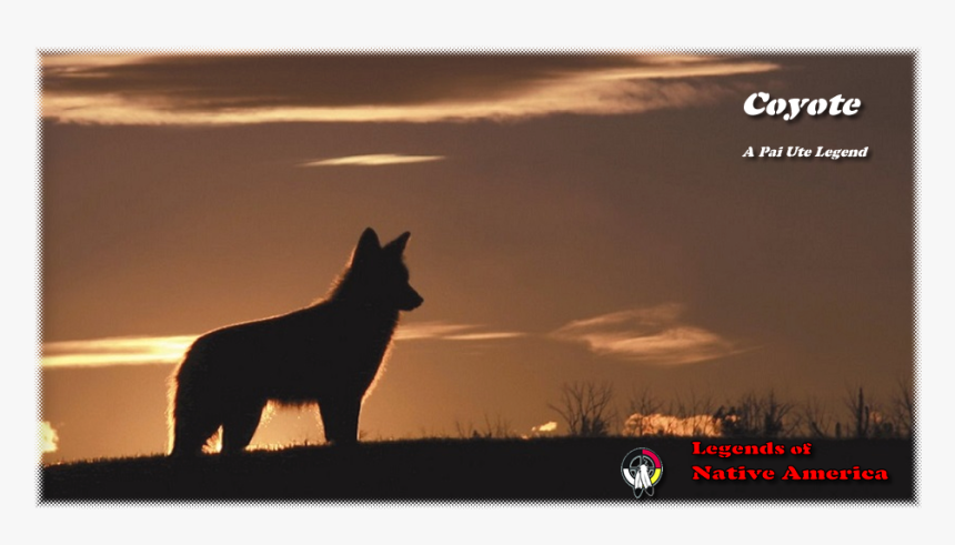 Coyote, HD Png Download, Free Download