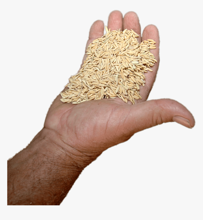 Rice In Hand - Hand With Rice Grain Png, Transparent Png, Free Download