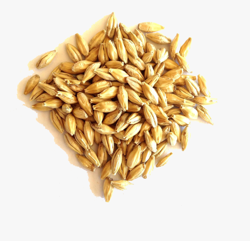 Barley Grain Png File - Supply Barley, Transparent Png, Free Download