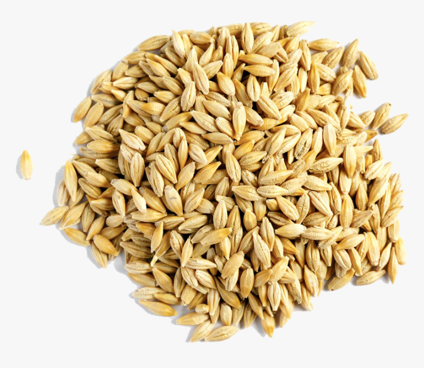 Barley Grain Png Free Download - Barley Wheat, Transparent Png, Free Download