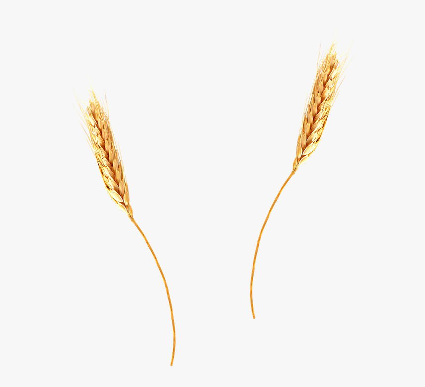 Wheat Png - Wheat Straw Transparent Background, Png Download, Free Download