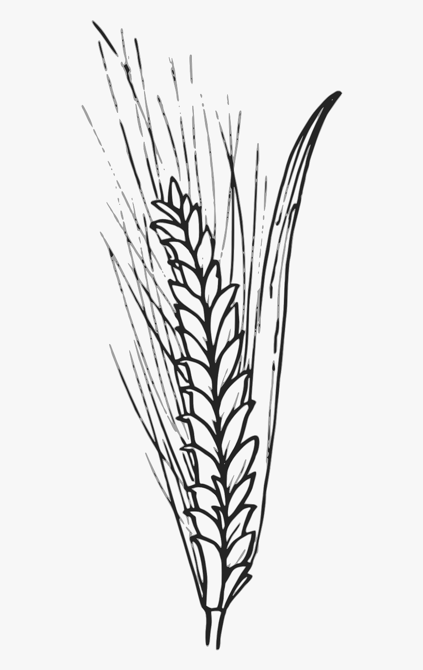 Wheat Outline Transparent, HD Png Download, Free Download
