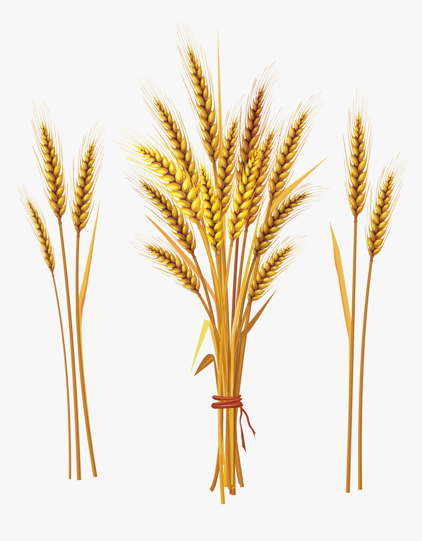 Grains Clipart Wheat Stock - Wheat Stock, HD Png Download, Free Download