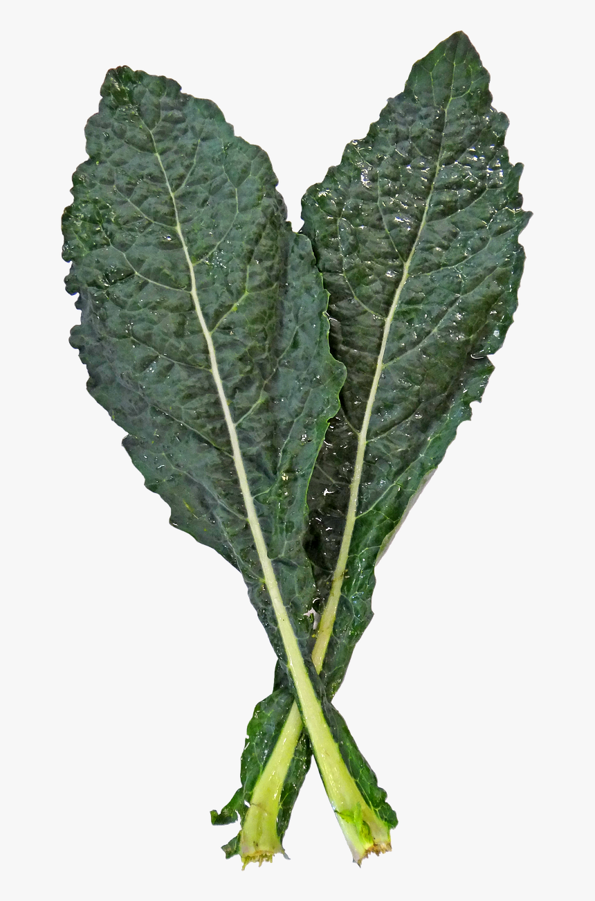Transparent Kale Leaf, HD Png Download, Free Download