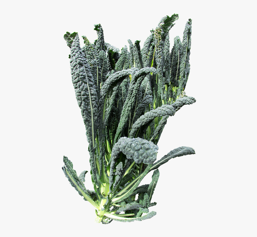 Vegetable, Kale, Organic - Kale Plant Png, Transparent Png, Free Download