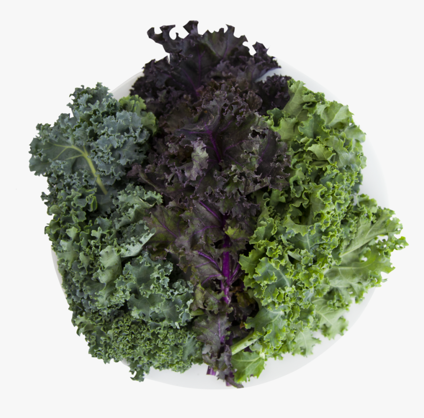 Curly Kale , Png Download - Cruciferous Vegetables, Transparent Png, Free Download