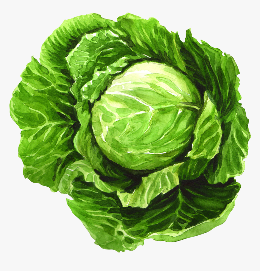 Kale Drawing Cabbage Leaf - Watercolor Painting Of Cabbage, HD Png Download, Free Download