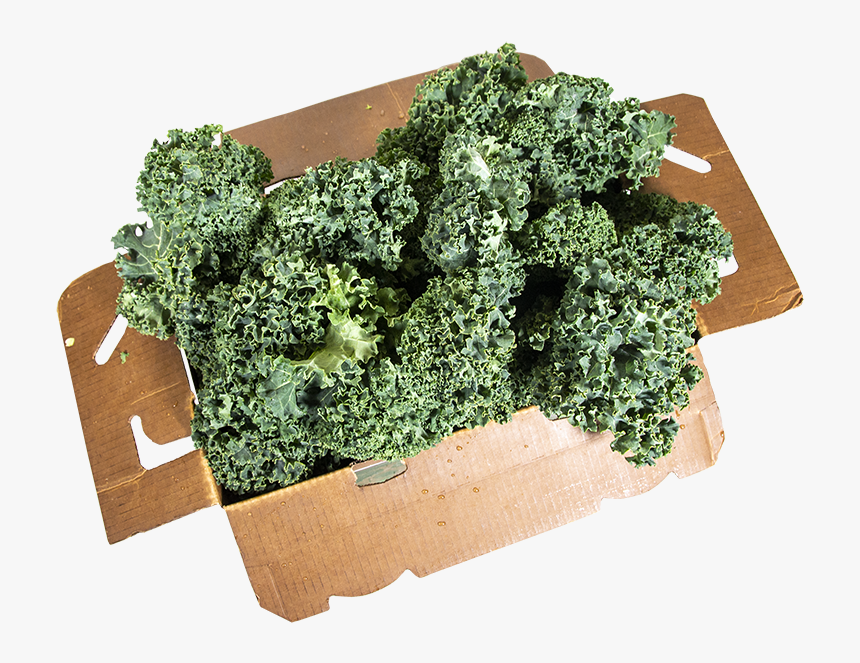 Broccoli, HD Png Download, Free Download