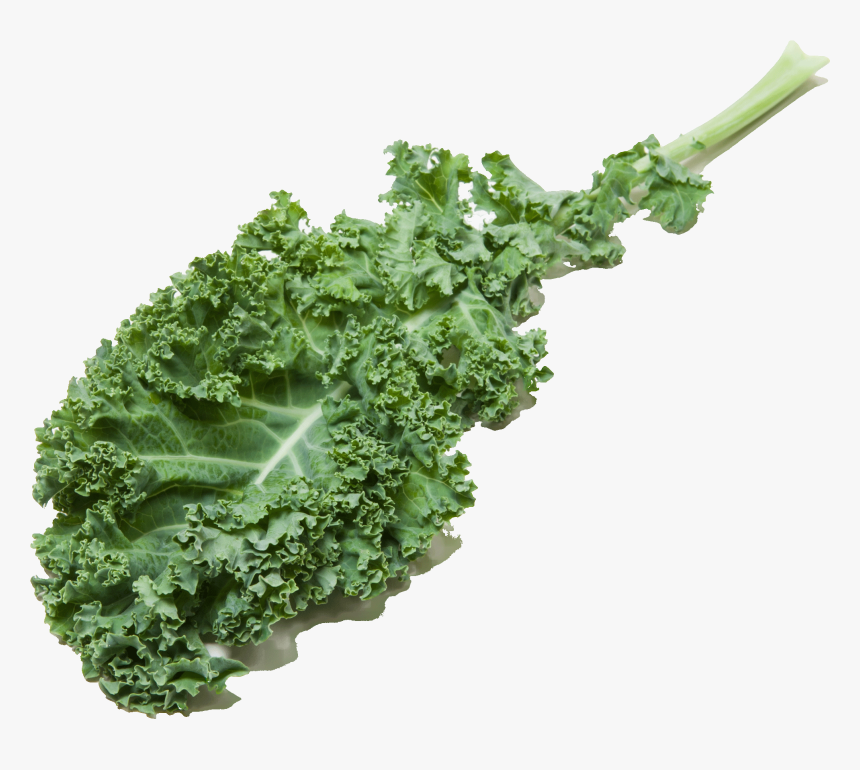 Curly Kale, HD Png Download, Free Download