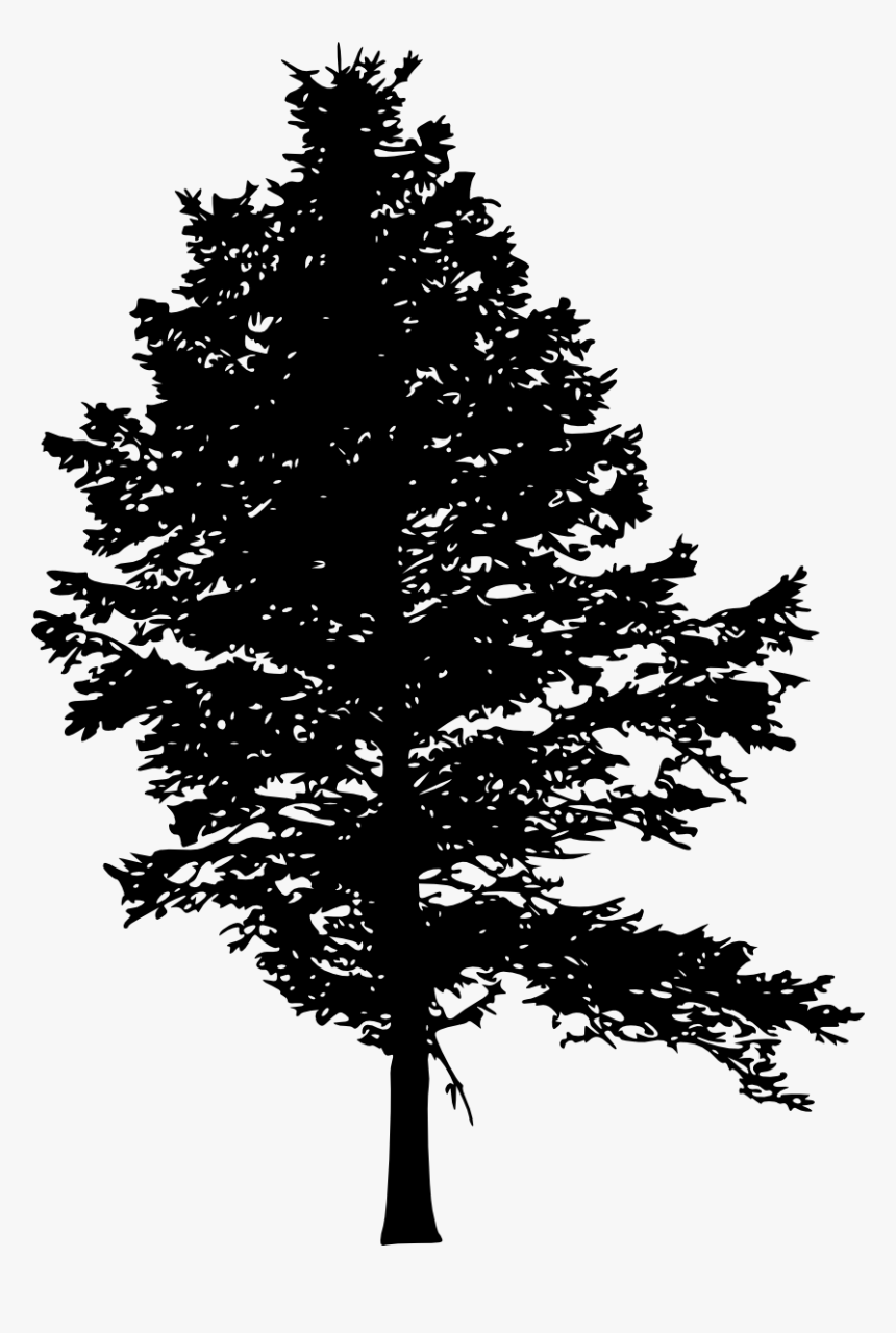Pine Fir Tree Silhouette Drawing - Pine Tree Silhouette Illustration, HD Png Download, Free Download