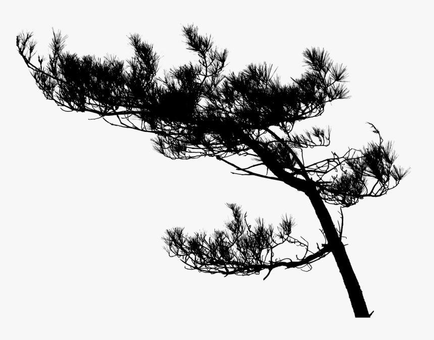 High Resolution Tree Silhouette, HD Png Download, Free Download