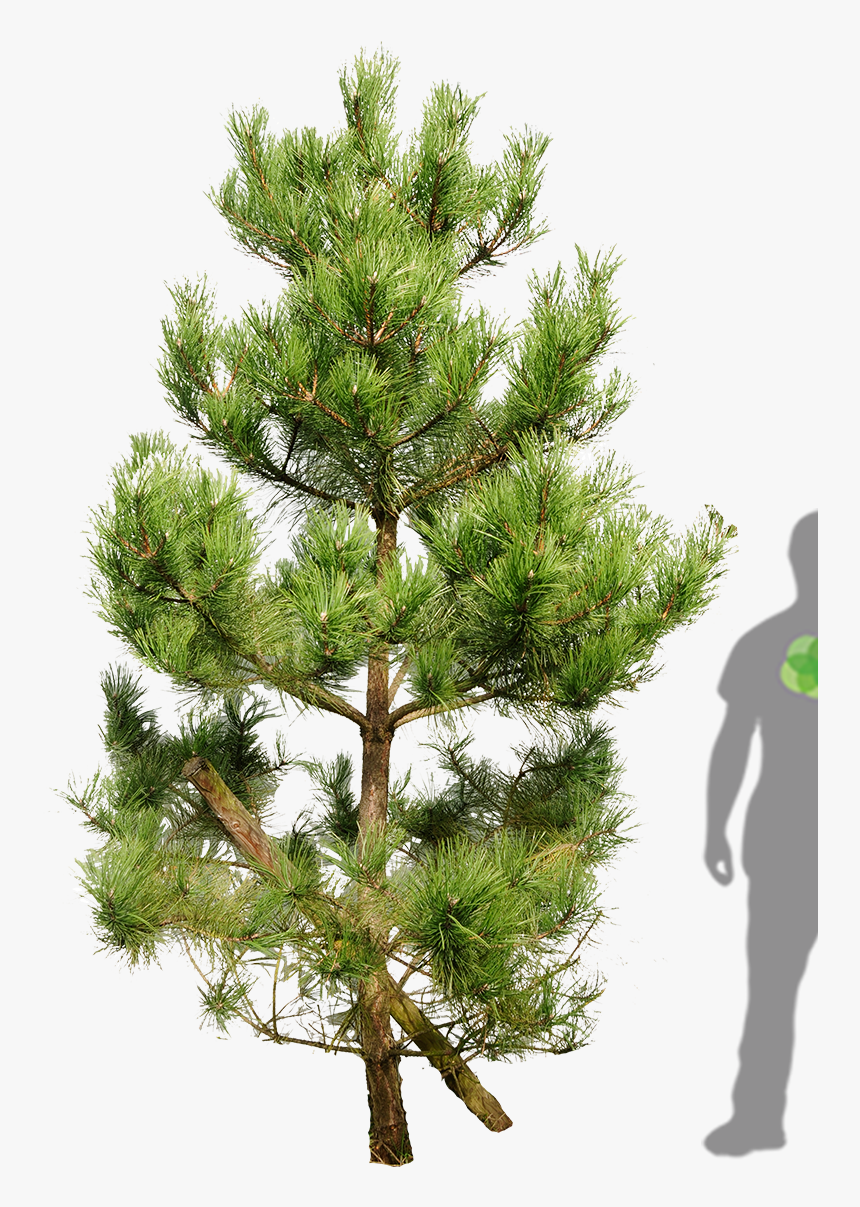 Tall Pine Tree Silhouette Png For Kids Skinny Tree - Pinus Tree Png, Transparent Png, Free Download