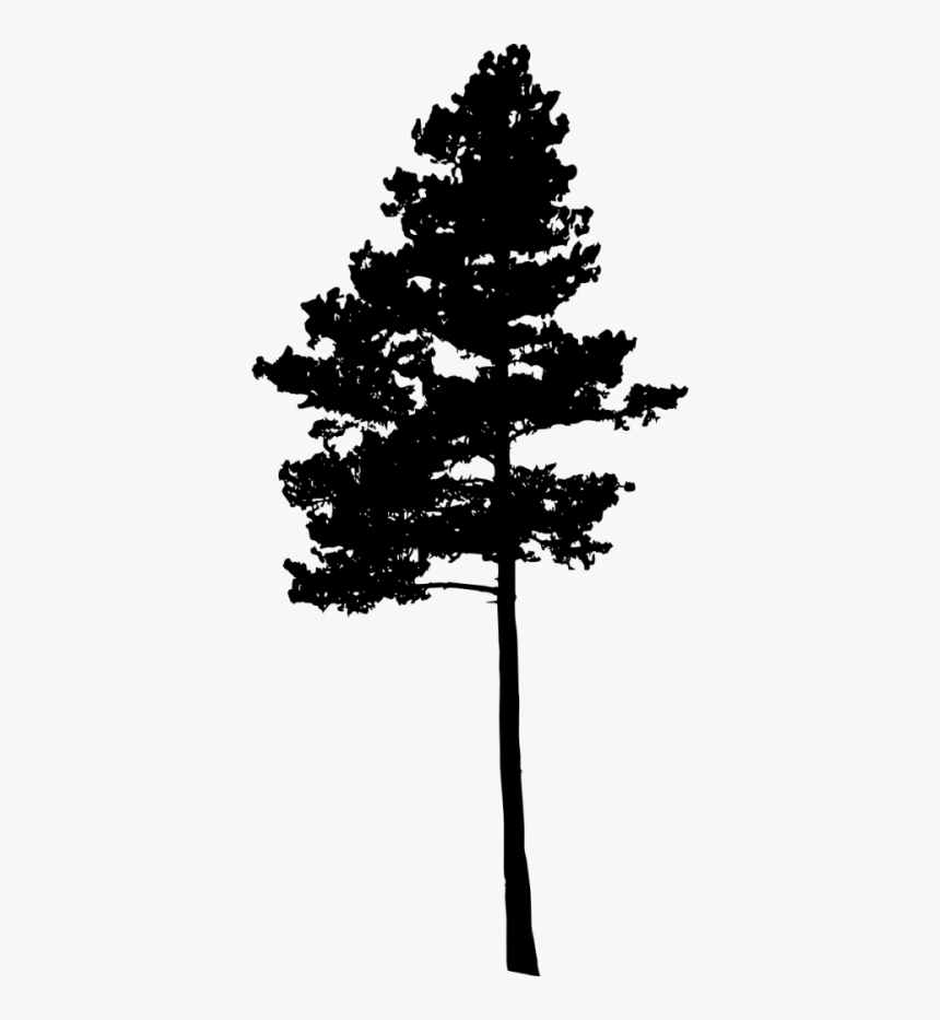 Pine Tree Silhouette Png, Transparent Png, Free Download