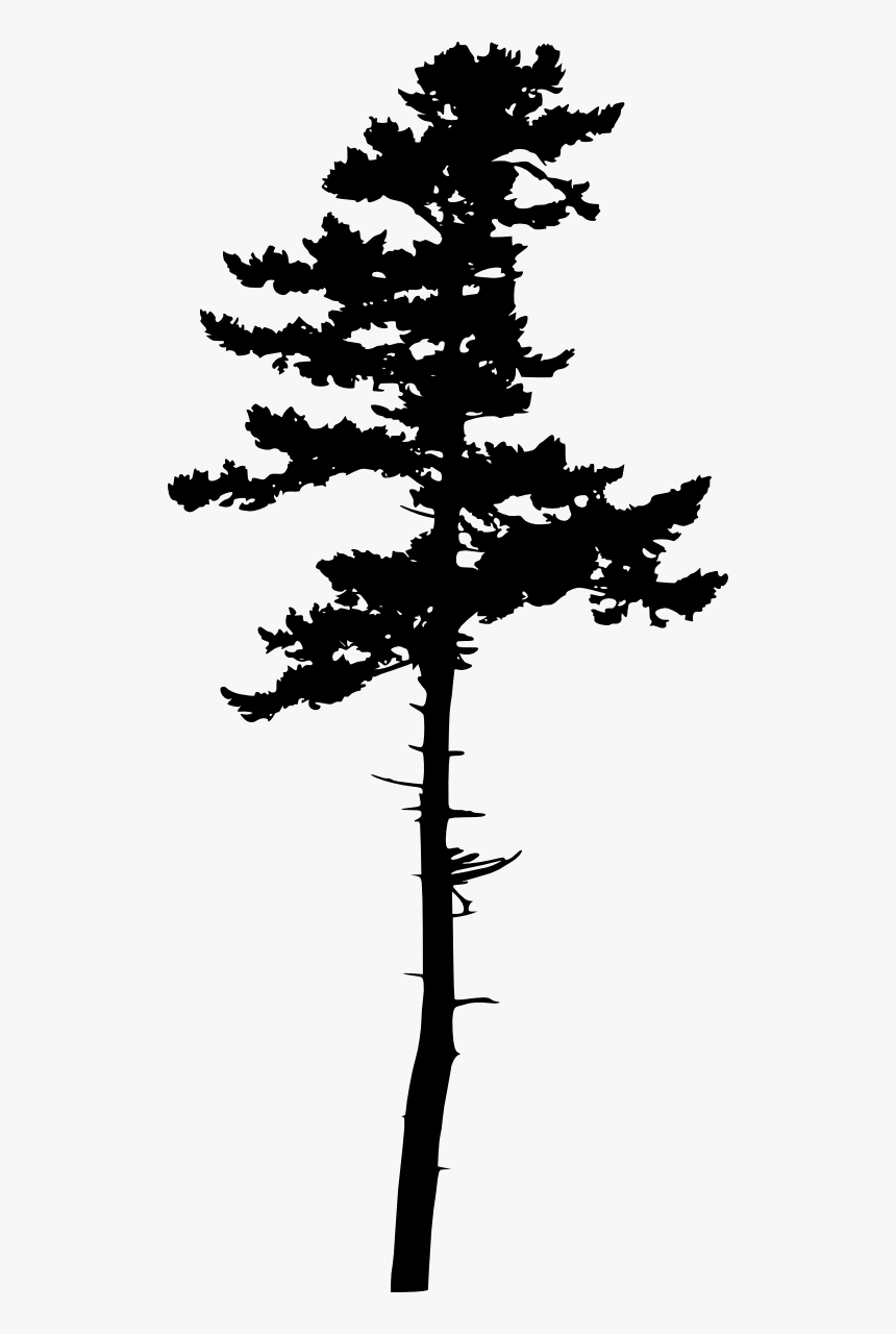 Download Jack Pine Tree Silhouette, HD Png Download - kindpng