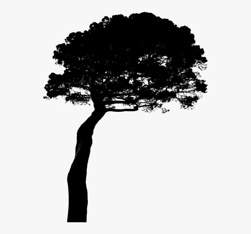 Pine, Tree, Pine-tree, Plant, HD Png Download, Free Download