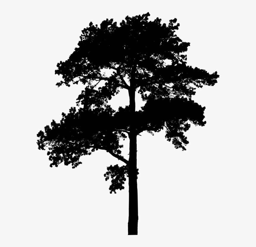 Pine Family,plant,leaf - Red Pine Black And White, HD Png Download, Free Download