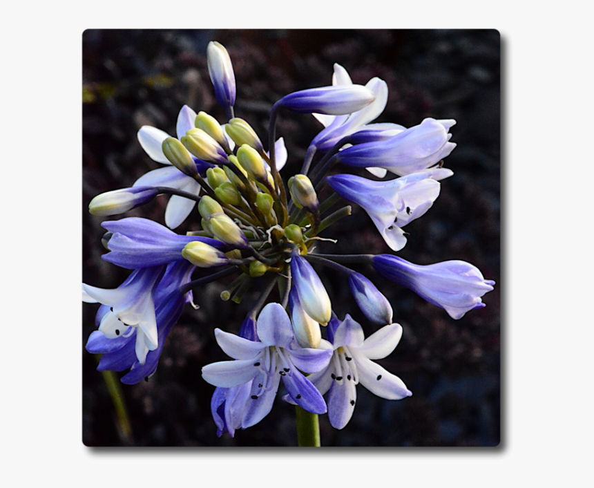 Agapanthus, HD Png Download, Free Download