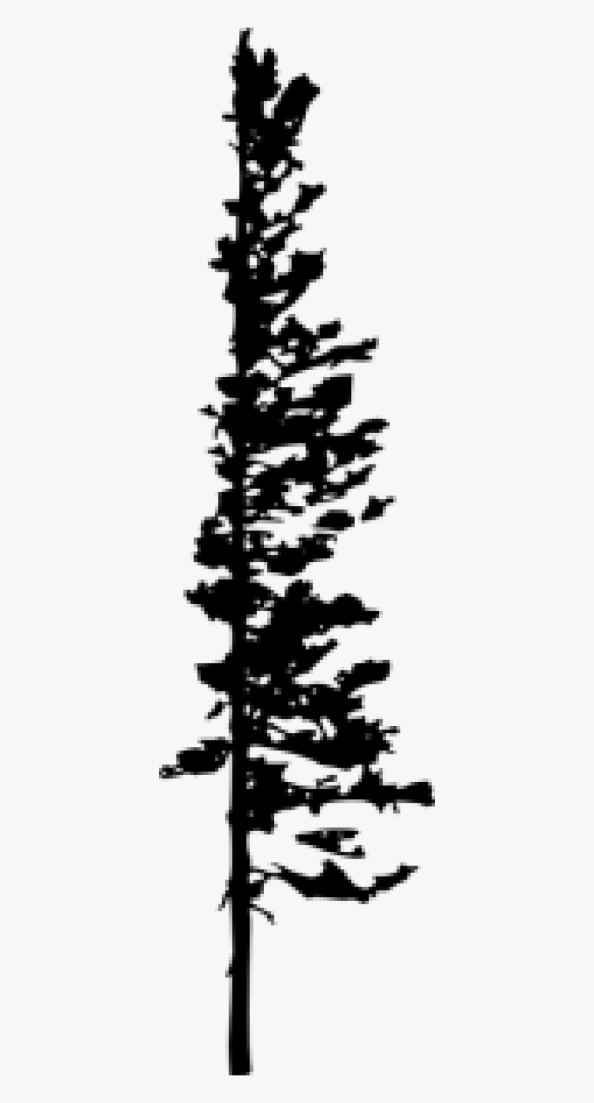Pine Transparent Background Tree Silhouette Png, Png Download, Free Download