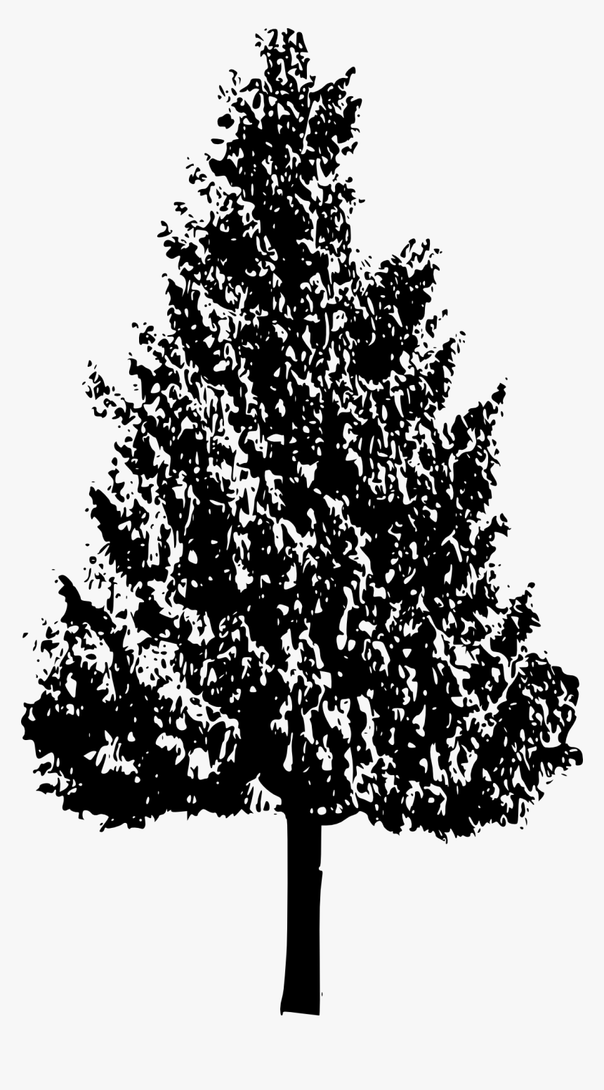 Tree Branch Silhouette Woody Plant Oak - Trees Illustration Black And White, HD Png Download, Free Download
