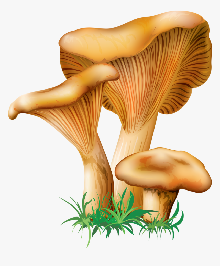 Oyster Mushroom Vector Png, Transparent Png, Free Download