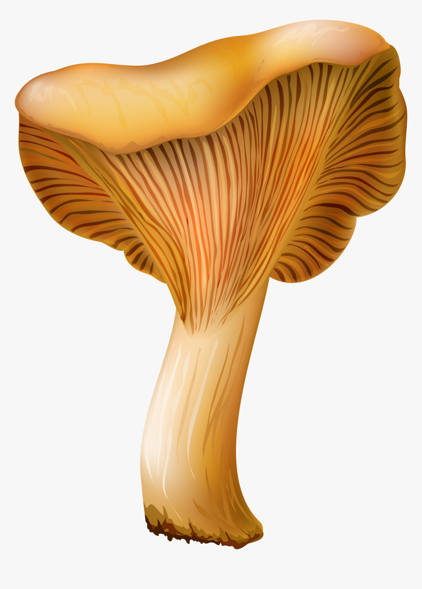 Chanterelle Mushroom Png Clip Art, Transparent Png, Free Download