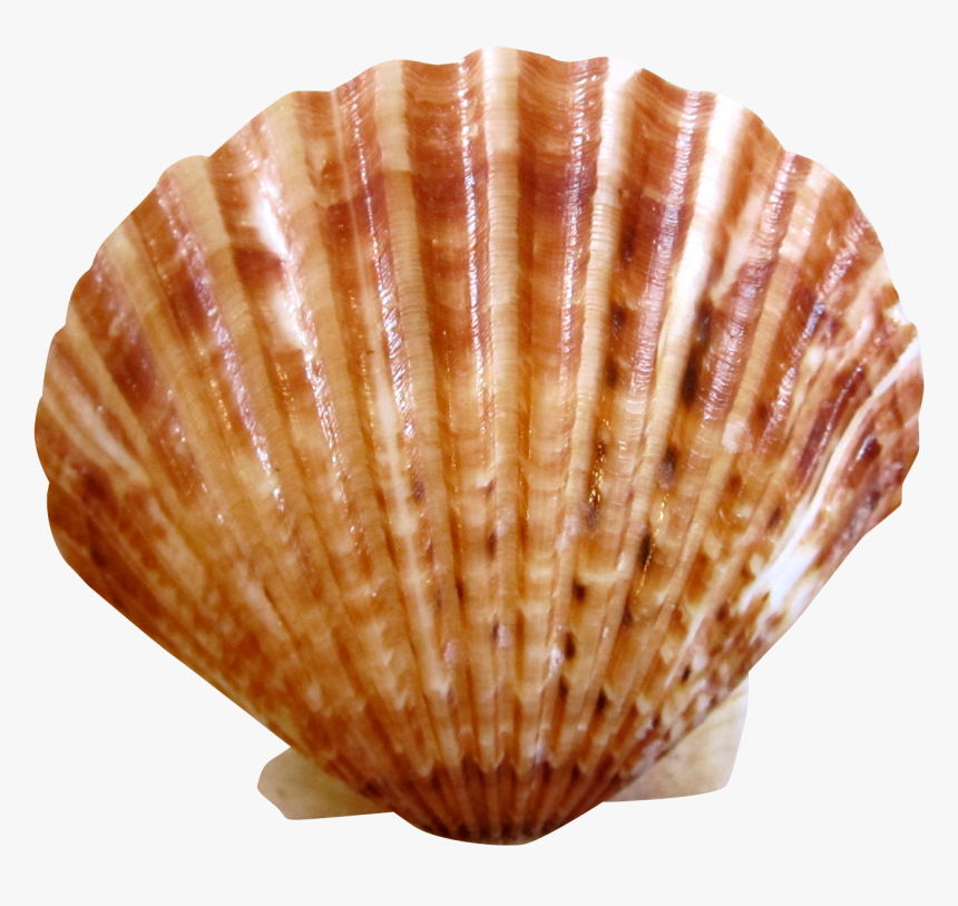 Sea Ocean Shell Png Image - Shellfish Png, Transparent Png, Free Download