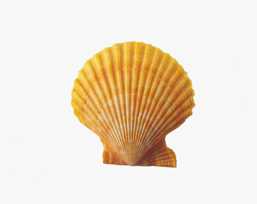 Shell - Clam Shell Transparent Background, HD Png Download, Free Download