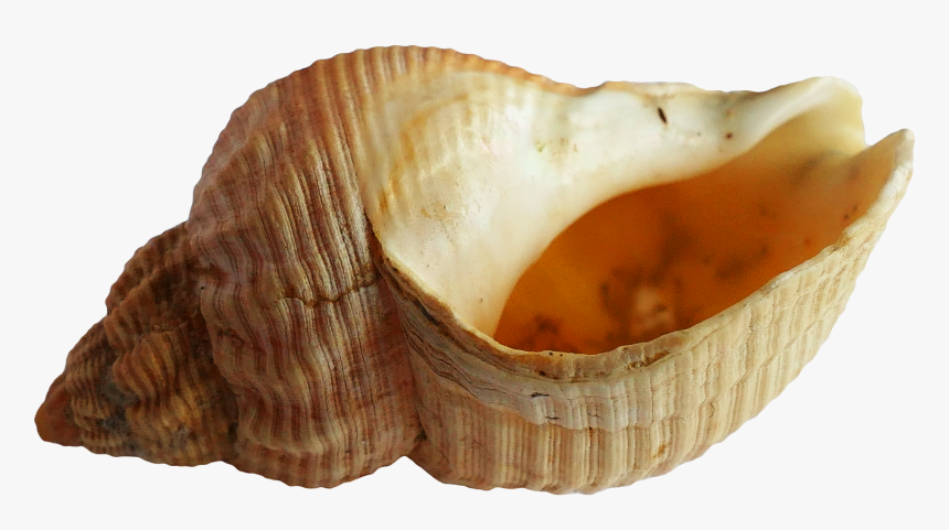 Shell Png, Transparent Png, Free Download