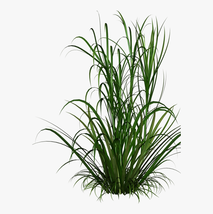 Grasses Grass Free Download Image Clipart - Purple Grass Background Transparent, HD Png Download, Free Download