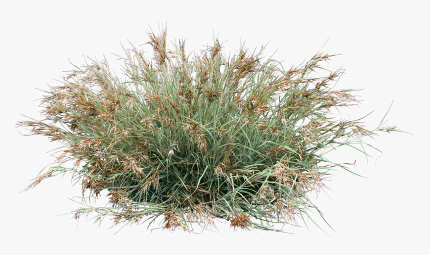 Grass , Png Download - Cut Out High Grass, Transparent Png, Free Download