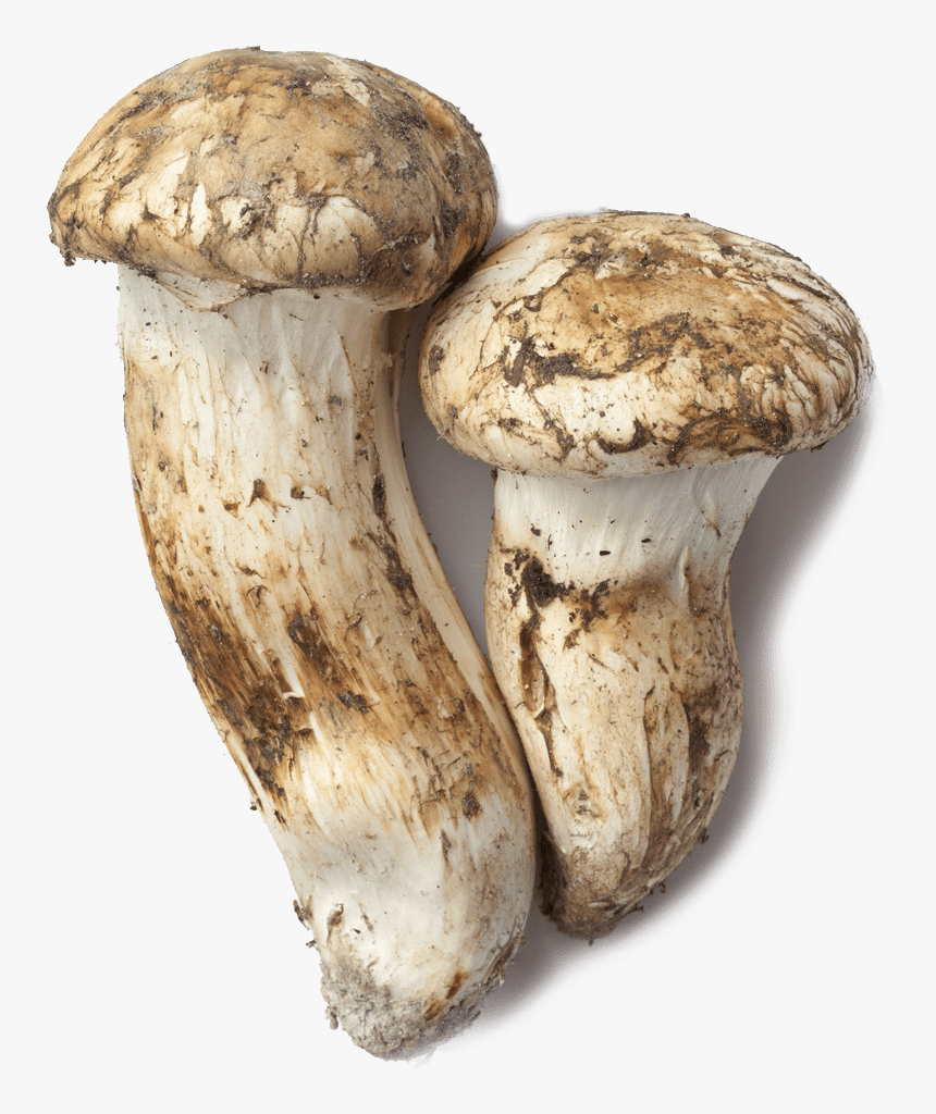 Matsutake Mushroom, HD Png Download, Free Download