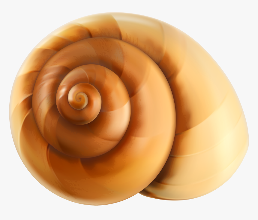 Snail Shell Png , Png Download - Snail Shell Clipart Png, Transparent Png, Free Download
