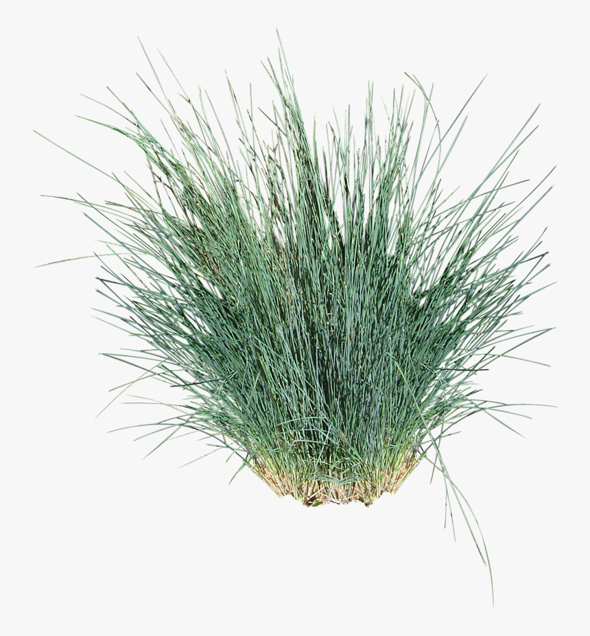 Ornamental Grass Cut Out, HD Png Download, Free Download