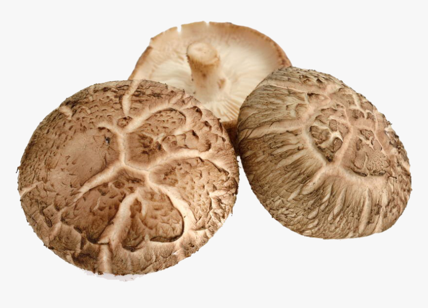 Shiitake Png, Transparent Png, Free Download