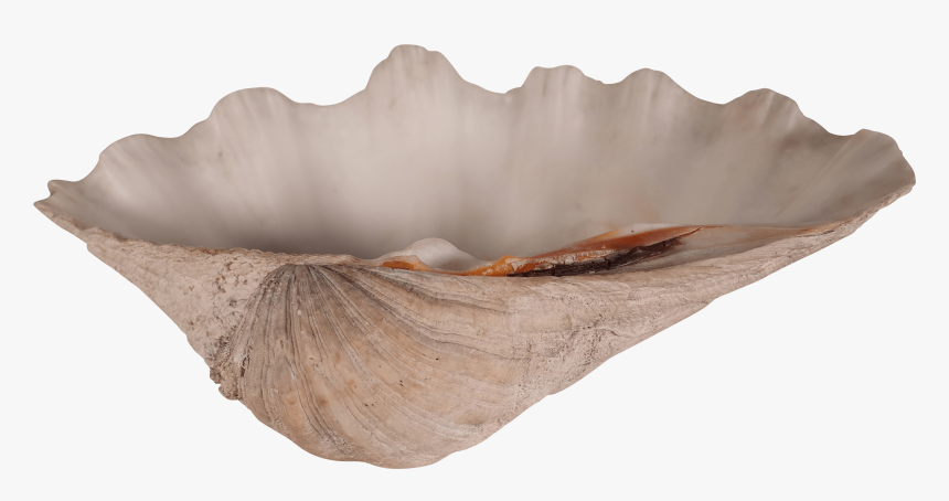 Transparent Clam Shell Png, Png Download, Free Download