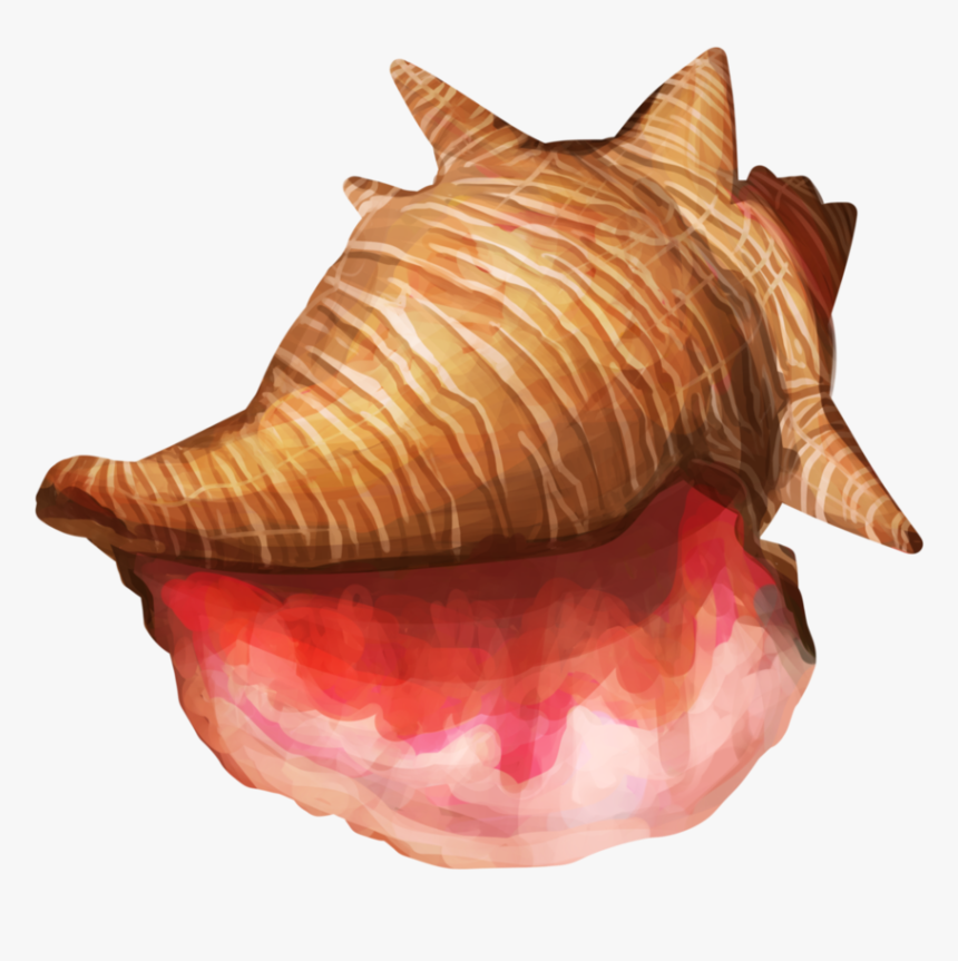 Conch Shell Png High-quality Image - Conch, Transparent Png, Free Download