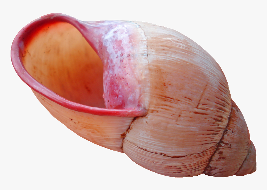 Download Shell Download Png - Seashell, Transparent Png, Free Download