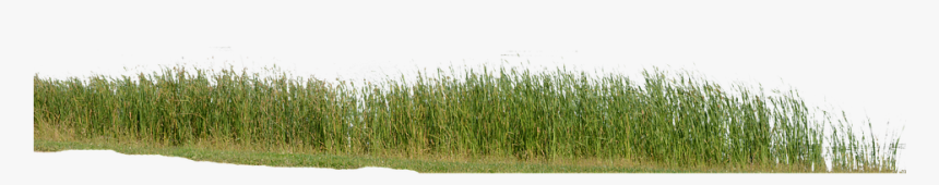 Grass, Grass No Background, Nature, Green, Plant - Grass, HD Png Download, Free Download